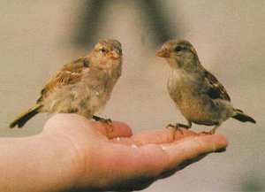 Grusskarte 13 Hochzeit