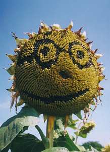 Kommunion Sonnengesicht