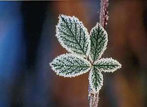 Weihnachten mit dem Herzen sehen