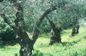 Olivenbaueme unverwechselbar