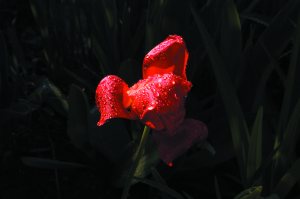 Staunen Reichtum des Lebens 