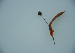 Zeichen im Winter