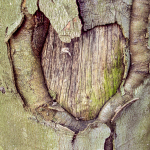 Herz im Baum