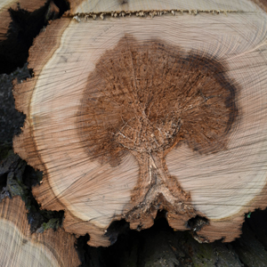 Ueberraschung Baum im Stamm