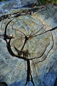 Naturmuster