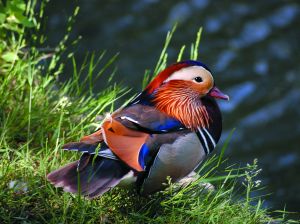 Ente farbenfroh