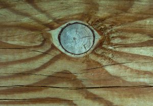 Holzauge