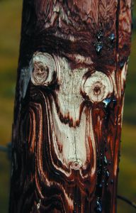 Holzgesicht