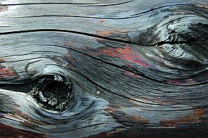 Holzmaserung Holzauge