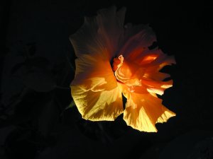 lichtdurchflutet