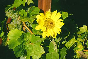 sonnengereift