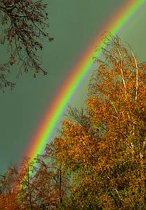 Zauiber der Natur II