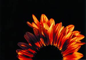 Sonnenfeuer